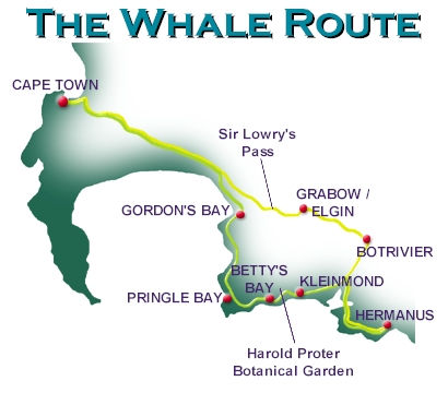 Whale Route